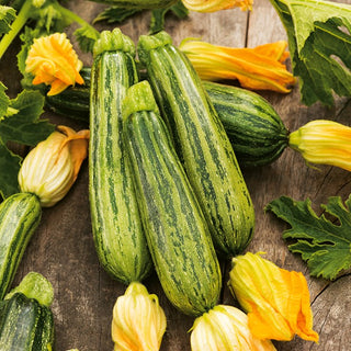 Courgette Zucchini Lajkonik - Abundant Harvest and Early Yields, Ideal for Summer Dishes - Premium Seeds