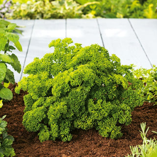 Parsley Moss Curled 2 - Lush, Curly Leaves with a Strong Aroma - Premium Seeds