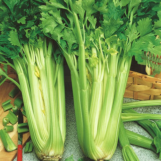 Celery Nuget - Distinct Flavour and Aroma, Rich in Vitamins - Premium Seeds
