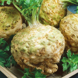 Celeriac Albin - Ideal for Drying, Preserving and Freezing, Extremely Tasty - Premium Seeds