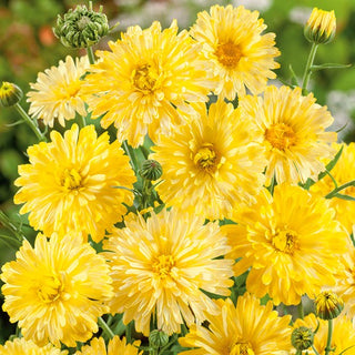Pot Marigold Cream Beauty - Extra Beautiful, Reliable and Long-Blooming - Calendula officinalis - Premium Seeds