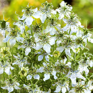 Echter Schwarzkümmel - Bienenfreundlich, Honigspender - Nigella sativa - Großpackung - 100 g - Premium-Saatgut