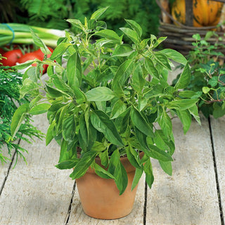 Lemon Basil - Intensely Fragrant, Easy to Grow - Ocimum basilicum citriodora - Premium Seeds