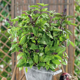 Cinnamon Basil - Aromatic Spice, Easy to Grow, Perfect for Desserts - Ocimum basilicum cinnamon - Premium Seeds