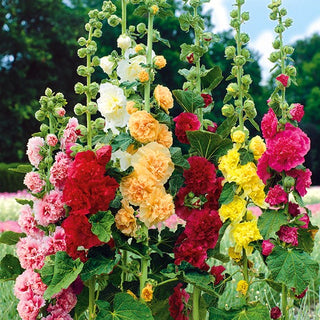Hollyhock Summer Carnival - Beautifully Decorates Garden Landscapes - Alcea rosea - Premium Seeds