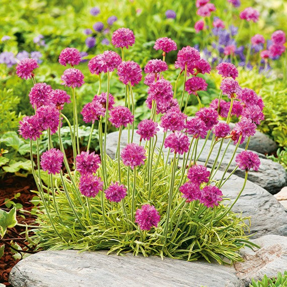 001382 Color Strand-Grasnelke Rosa - Farbenexplosion in jedem Beet - Armeria mariti ...