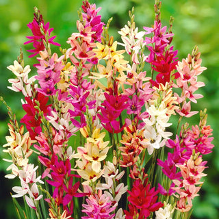 Ixia - Farbmischung - Ixia - Ideal für Topfarrangements - 25 Blumenzwiebeln