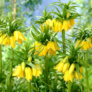 Garten-Kaiserkrone - Gelb - Fritillaria - Majestätische wundervolle Blütenstände