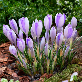 Krokus - Vanguard - Crocus - Blüten in Weiß und Violett - 10 Blumenzwiebeln