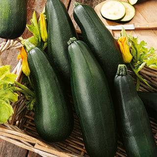Courgette Zucchini Soraya - Extremely Productive, Large Fruits up to 50 cm - Premium Seeds