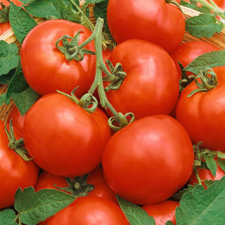 Tomato Baron F1 - Reliable Resistance, Early Harvest, Abundant Yields - Premium Seeds
