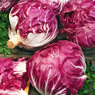 Chicory Palla Rossa 3 - Ideal for Salads, Freshness and Crunch on the Plate - Cichorium intybus var. foliosum - Premium Seeds