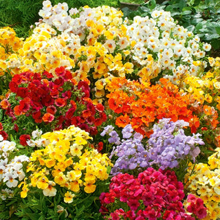 Nemesia Mixed - Exceptionally Durable, Long Blooming, Easy to Grow - Nemesia strumosa - Premium Seeds