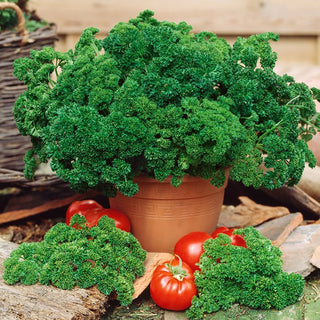 Parsley Astra - Tasty and Healthy, Quick Regrowth - Premium Seeds