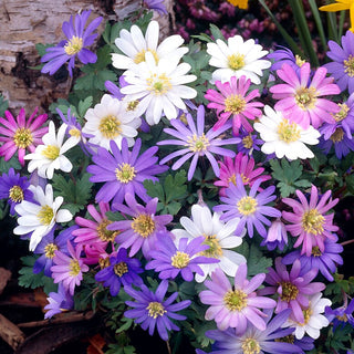 Garten-Strahlen-Windröschen - Farbmischung - Anemone - Leicht zu kultivieren und anspruchslos - 8 Blumenzwiebeln