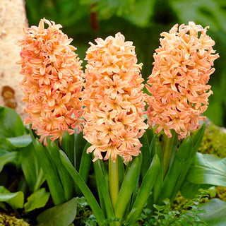 Hyazinthe - Gipsy Queen - Hyacinthus - Bringt fröhliche Stimmung in den Garten - 3 Blumenzwiebeln