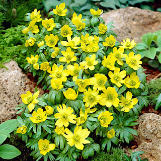 Kilikischer Winterling - Eranthis - Intensiv Gelber Frühlingsbote - 5 Blumenzwiebeln