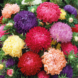 China Aster Peony Mixed - Large, Full Peony-Like Flowers, Ideal for Borders and Bouquets - Callistephus chinensis - Premium Seeds