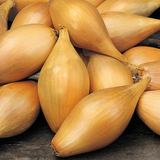 Shallot Zebrune - Subtle Mild Taste, Perfect for Salads and Sauces - Allium cepa var. aggregatum - Premium Seeds