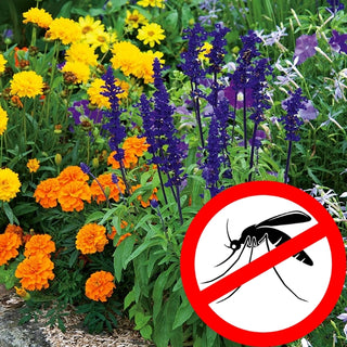 Mosquito Repellent Plants Mixed - Decorative Border and Natural Repellent in One - Premium Seeds