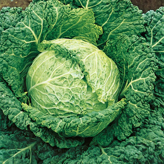 Savoy Cabbage Aubervilliers - Large Heads, High Frost Resistance - Brassica oleracea var. sabauda - Premium Seeds