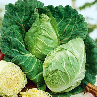 White Cabbage Cuor di Bue Grosso - Fast Growth, Ideal for Fresh Consumption, Cooking, and Pickling - Brassica oleracea var. capitata f. alba - Premium Seeds