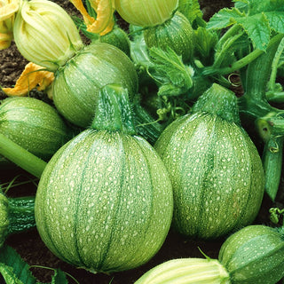Courgette Tondo Chiaro di Nizza - Juicy Fruits, Fast-Growing, Beautiful Harvests - Premium Seeds