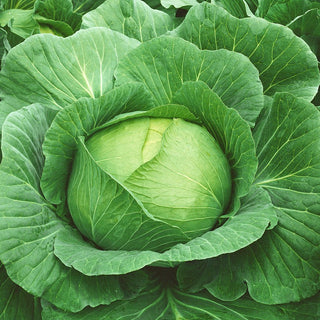 Weißkohl Brunswick - Ideal Zum Fermentieren - 50 g