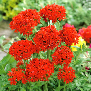 Burning Love - Bright Flowers, Frost-Resistant, Easy to Grow - Lychnis chalcedonica - Premium Seeds