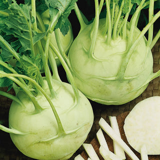 Kohlrabi Gigant - Huge, Tasty Tubers up to 4 kg, Excellent for Storage - Premium Seeds