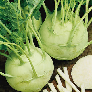 Kohlrabi - Gigant - Gigantische Größe, bleibt zart und lecker - Großpackung - 50 g