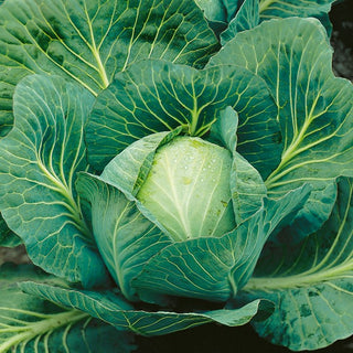 White Cabbage Langedijker Dauer - Gigantic Heads 3-5 kg, Excellent for Storage - Brassica oleracea var. capitata f. alba - Premium Seeds