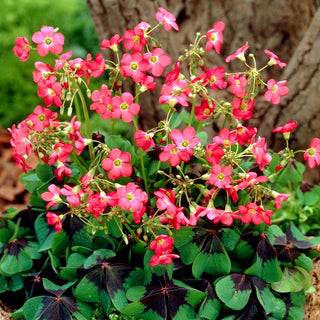 Oxalis deppei - Zarte Zierde im Garten - 25 Knollen