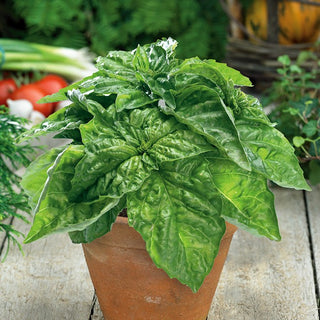 Lettuce Leaf Basil - Full of Flavour and Aroma, Huge Leaves Ideal for Salads - Ocimum basilicum - Premium Seeds