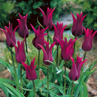 Tulpe - Burgundy - Tulipa - Auffälliger Akzent jeder Gestaltung - 5 Blumenzwiebeln