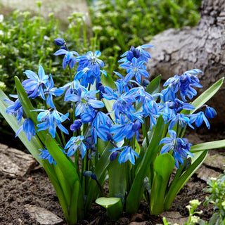 Sibirischer Blaustern - Scilla - Intensive Blaue Farbe - 10 Blumenzwiebeln