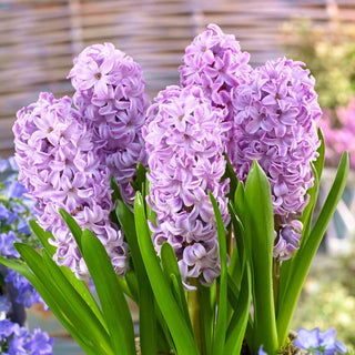 Hyazinthe - Splendid Cornelia - Hyacinthus - In zartem Flieder-Violett - 3 Blumenzwiebeln