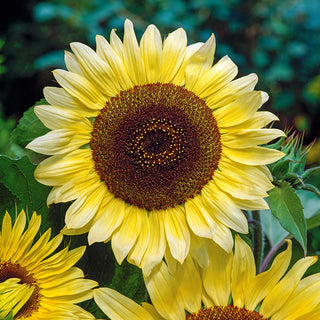 Sonnenblume Lemon Queen - Zitronengelbe Blüten Ideal Für Den Garten - Helianthus annuus - Großpackung - 100 g