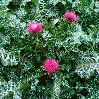 Mariendistel - Wertvolle, Trockenheitsresistente Pflanze - Silybum marianum - Großpackung - 100 g - Premium-Saatgut