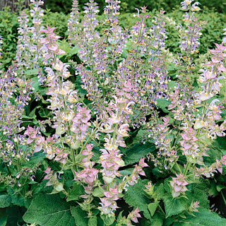 Clary Sage - Decorative, Culinary and Medicinal, Dense, Pastel Flowers - Salvia sclarea - Premium Seeds