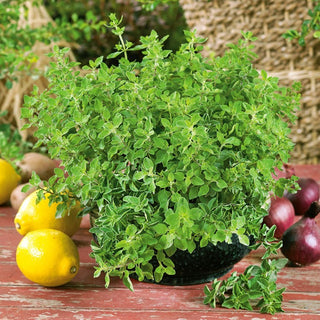 Griechischer Oregano - Aromatische Bereicherung Für Jede Küche - Origanum vulgare ssp. hirtum - Premium-Saatgut