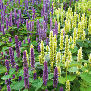 Mexican Hyssop - Ideal for Growing in Gardens and Containers - Agastache mexicana - Premium Seeds