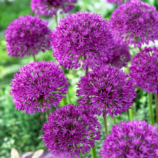 Zierlauch - Purple Sensation - Allium - Kräftiges Violett - 3 Blumenzwiebeln