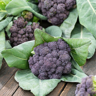 Broccoli Miranda - Original Flavour, Easy to Grow - Brassica oleracea var. italica - Premium Seeds