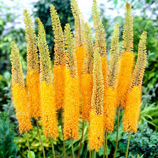 Steppenkerze - Pinokkio - Eremurus - Gelbe Flamme, die im Sommer erblüht