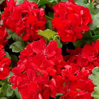 Geranium Red - Long Blooming, Abundant Flowers, Perfect for Containers - Pelargonium x hortorum - Premium Seeds