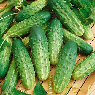 Einlegegurke Octopus F1 - Perfekt Für Einlegen Und Frischverzehr - 100 g