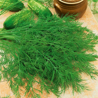 Dill Ambrozja - Intensiver Duft, üppige Blätter - Mega-Packung - 500 g