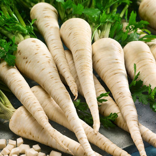 Root Parsley Lenka - Exceptionally Aromatic, Disease-Resistant - Premium Seeds