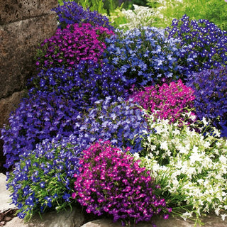 Edging Lobelia Mixed - Easy to Grow, Long Blooming Period, Ideal for Borders and Containers - Lobelia erinus - Premium Seeds